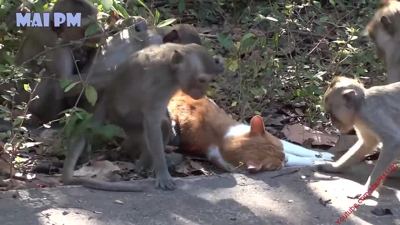 TRY NOT TO LAUGH CHALLENGE - Funniest Monkeys vs Cats and Dogs Videos Compilation 2021 HD Video