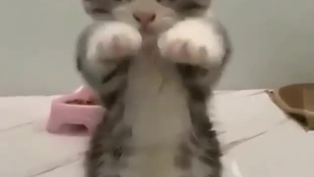 The wonderful cat