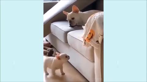 Cute puppies doing funny things that can warmup your heart ❤️