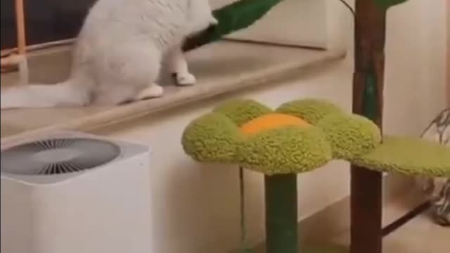 Funny cat πΊπ videos π₯ππ€£