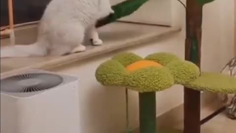 Funny cat 😺🐈 videos 🐥🐈🤣