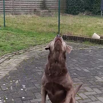 Labrador fetching fail