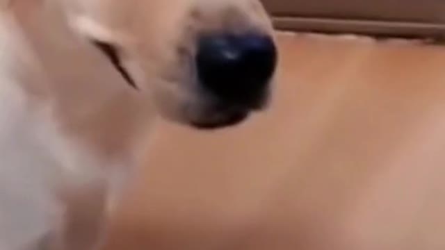 Can You Believe What the Mother of This Pup Did - try not to laugh