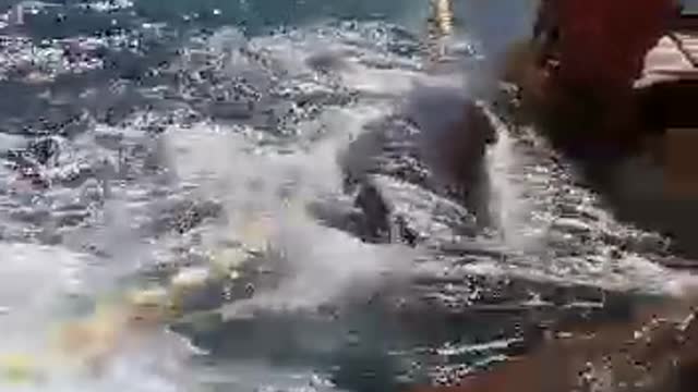 The release of a dady whale