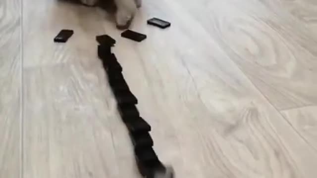 Domino Cat! Cute Cats!! Funny Cats