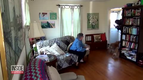 Dogs teated to see whether they'd can defend owner.