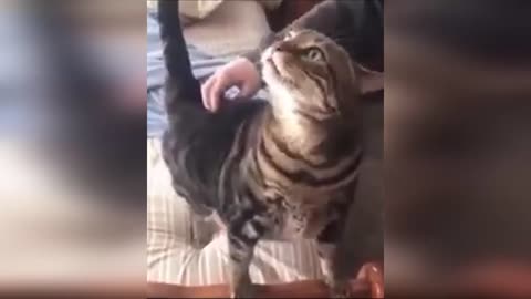 Funniest Cat Video ever 2021