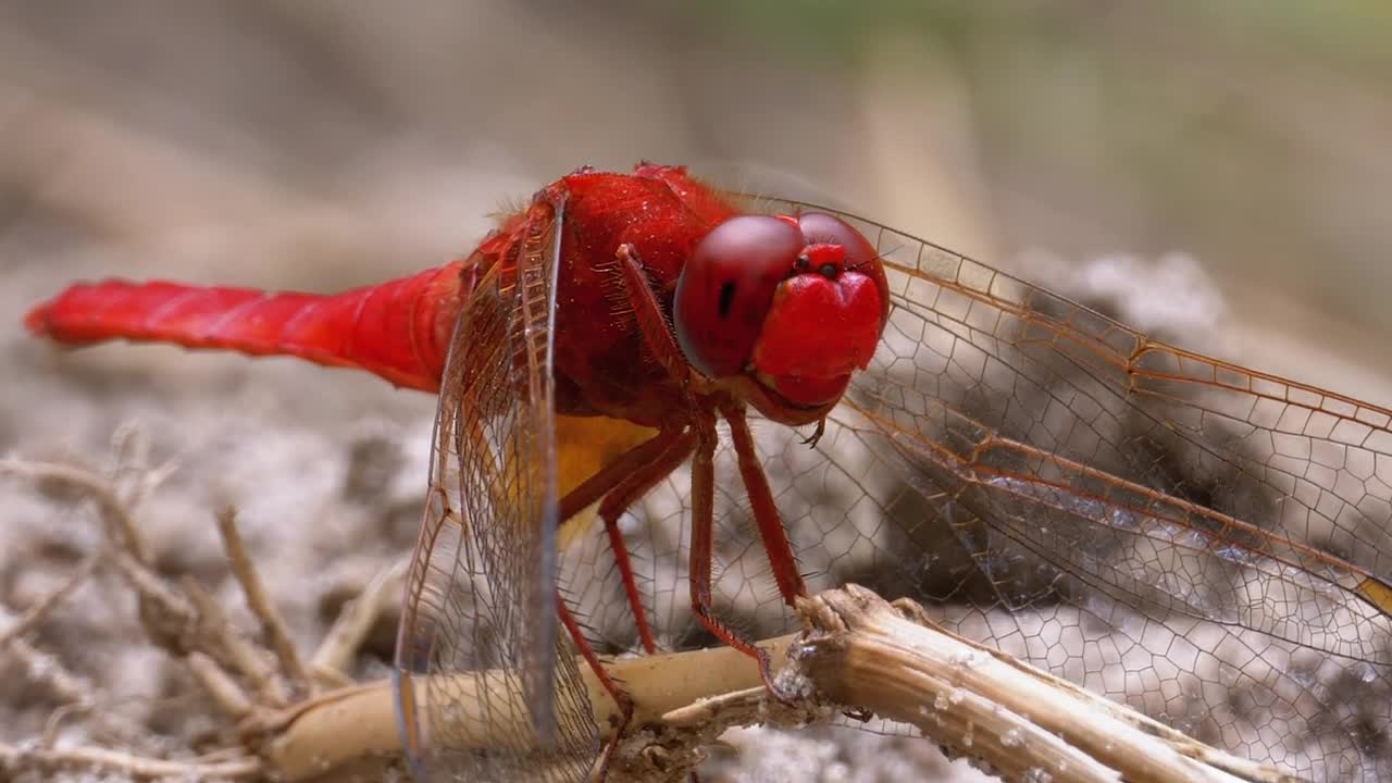 Red dragonfly looking around