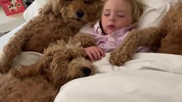 dog#doggo#poodle#poodlenation
