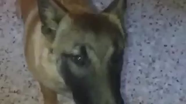 feisty dog ​​rica