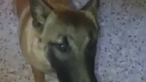 feisty dog ​​rica