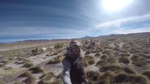 Wild Alpacas in Andes Mountains