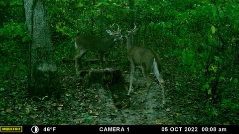 A couple of young bucks