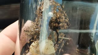 Black Widow Spider egg hatching