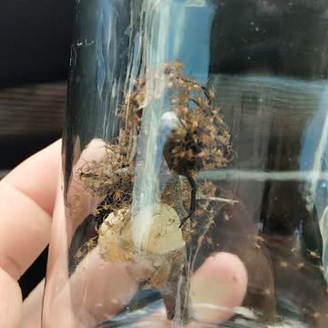 Black Widow Spider egg hatching