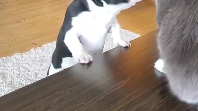 FRENCH PITBULL VS CAT