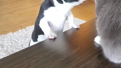 FRENCH PITBULL VS CAT