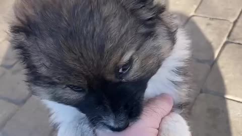 Little puppy playing and he is happy