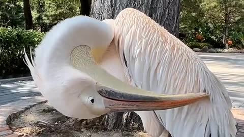 The large-billed bird combs its hair