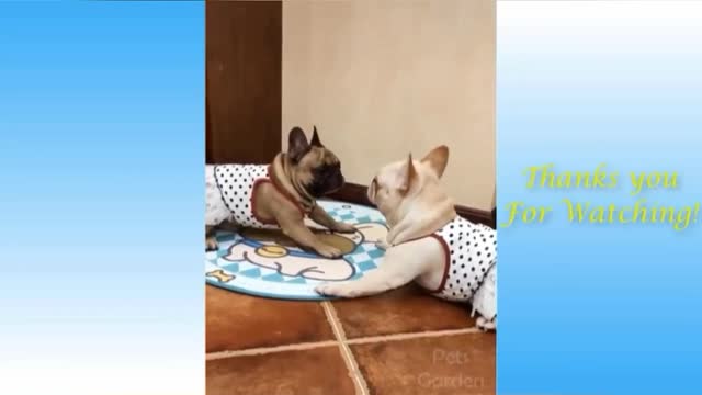 funny videos of cats and dogs (10/10)