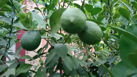 Unripe Citrus Fruits On The Tree