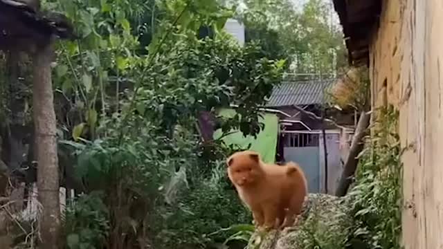 Red cantonese bear dogs are so sweet