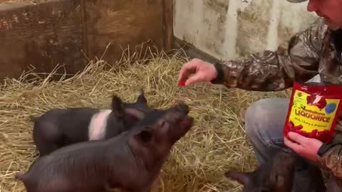 How to teach a pig to sit.