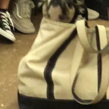 Black and white dog in bag on subway