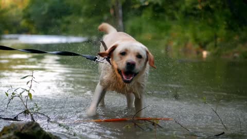 The dog is bathing in the water