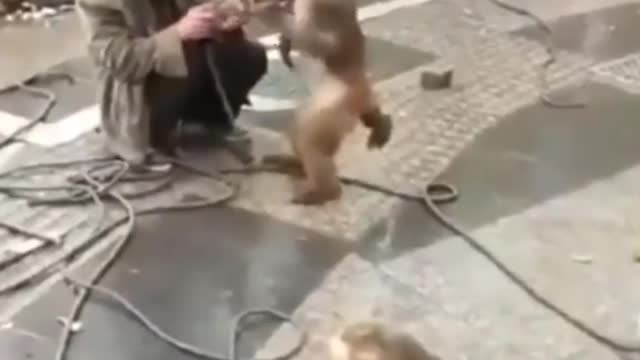 Crezy Monkey 🐒 with funny moments