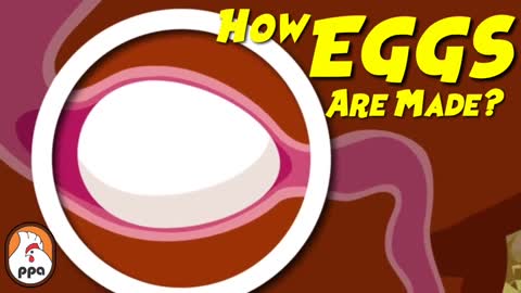 How EGGS Are Formed Inside The Chicken