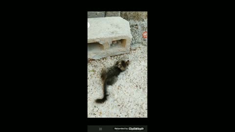 Funny cat