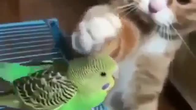 Let me pet you