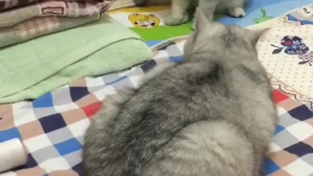 I also have a cat at home.