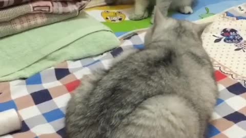 I also have a cat at home.
