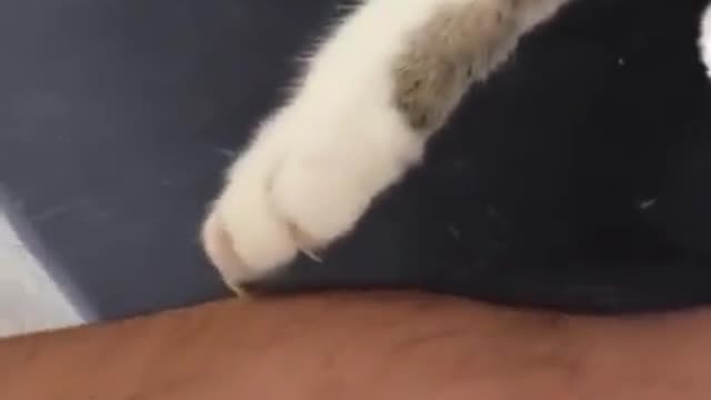 this kitten is not as cute as it looks