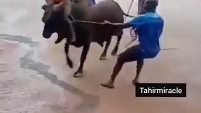 Bull attack funny video