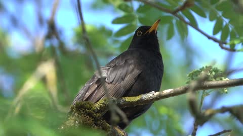 black birds that sing pleasantly