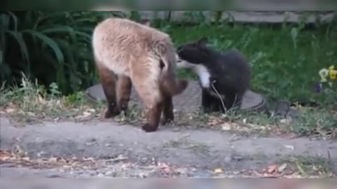 CATS VIDEOS