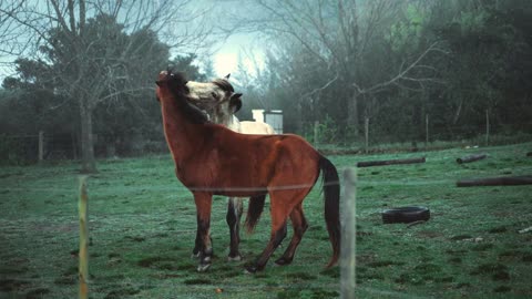 friendship of two horses
