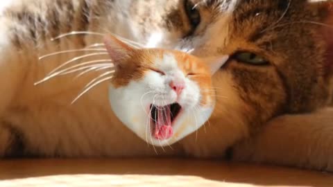 sleeping cat