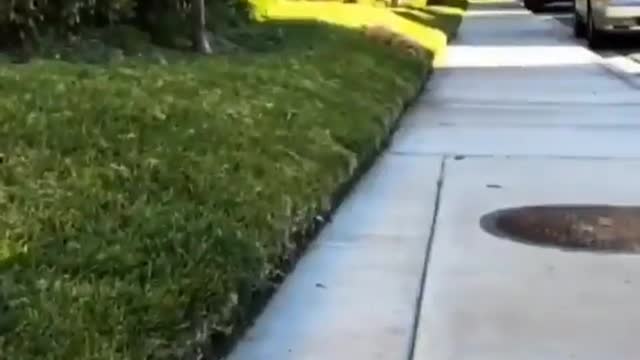 Cute dogs || cute baby dog || funy dog videos || pets || pet || cute pets #dog #dogs #funydog #funydogs #funyvideo #trainding #viral #foryou