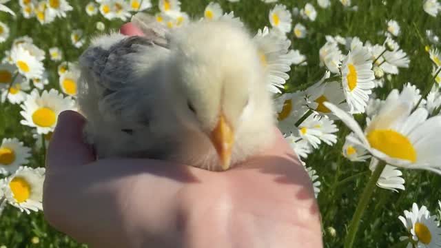 cute little chick