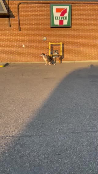 Very nice dog waiting his owner front 7 eleven