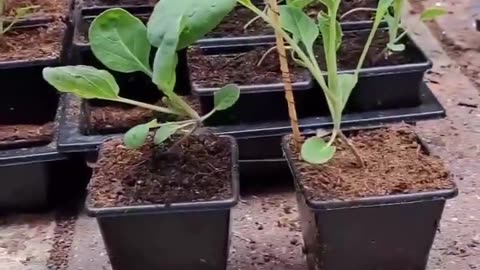 Electroculture has been debunked. Looks to me like it's working.✨🌱
