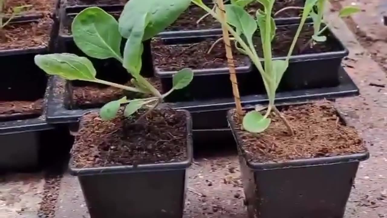 Electroculture has been debunked. Looks to me like it's working.✨🌱