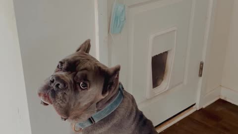 Cane Corso Will Tell You Whats Up LOL