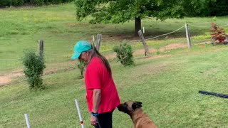Belgian Malinois plays with weave poles for the first time.
