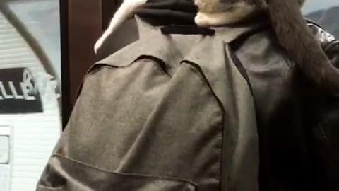 Cat sitting on grey back pack