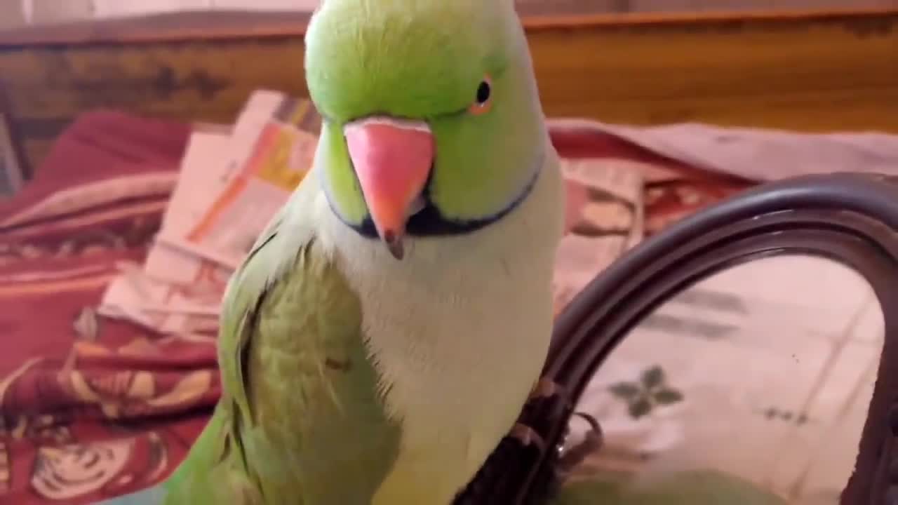 Cute Indian Ringneck parrot sweet voice.